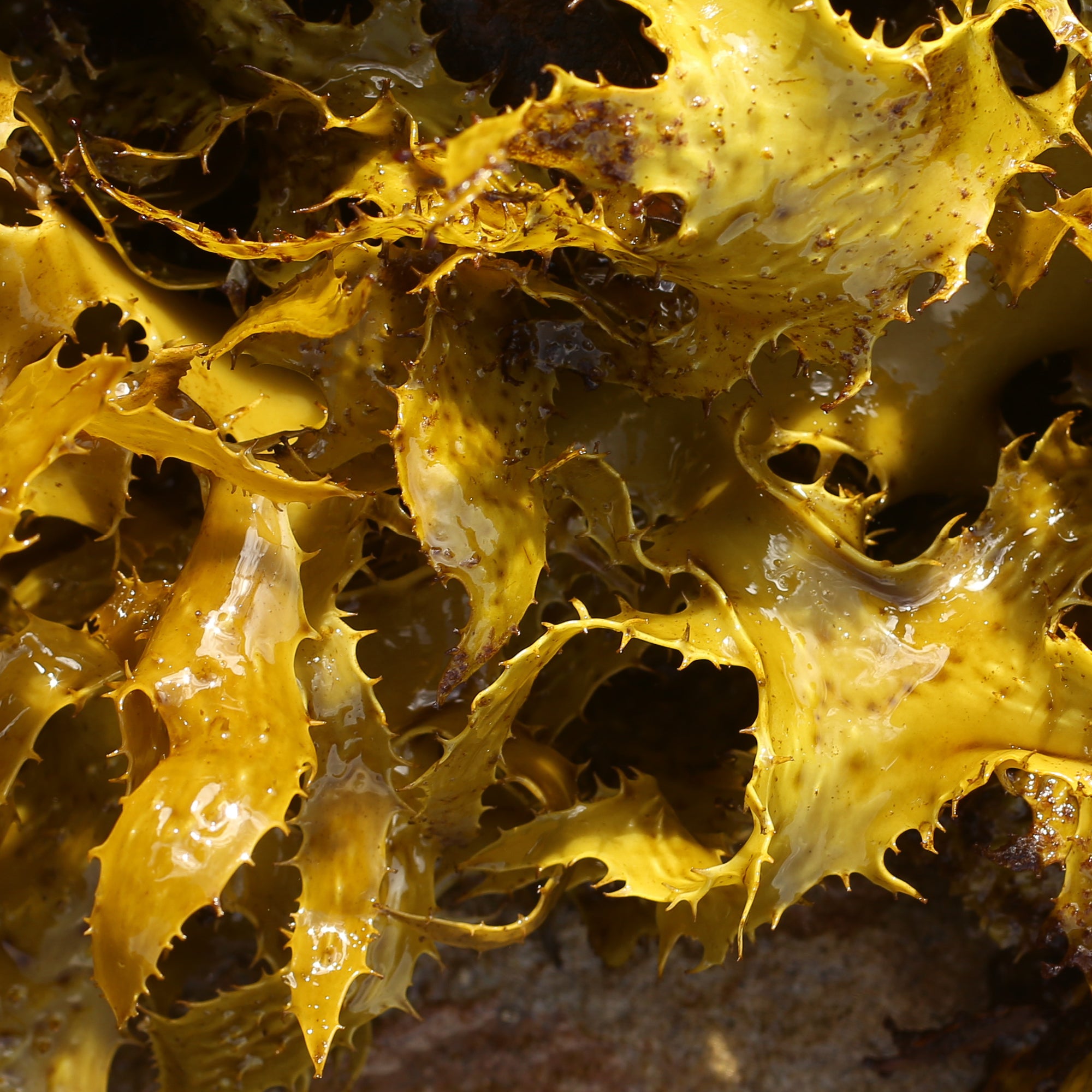 Bladderwrack